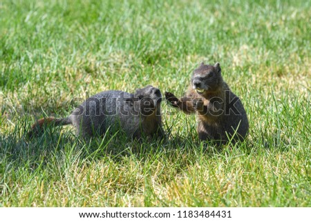 Adult Marmots Play Fighting