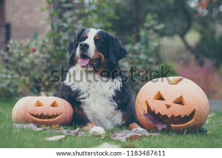 Bernese mountain dog with halloween pumpkins. Dog and pumpkins.