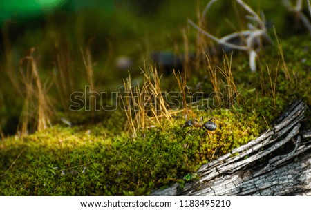 Ants among moss