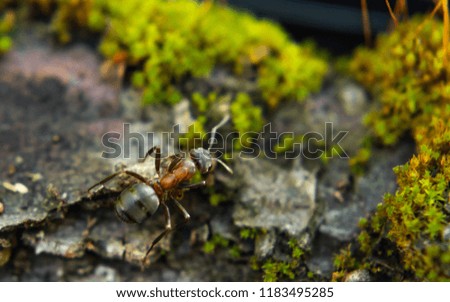 Ants among moss