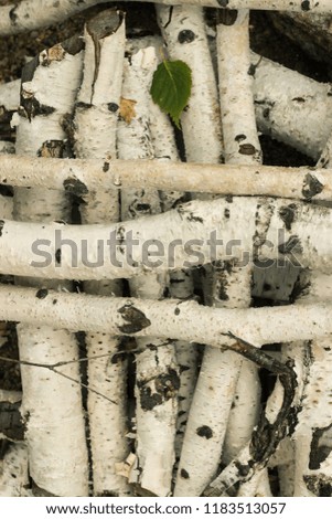 Closeup of birch sticks and little leaf background texture
