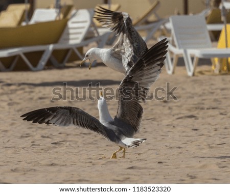 seagulls fighting on the beach