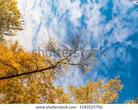 Golden yellow trees in a public park in the fall with a blue sky. View of the sky surrounded by autumn trees. View from the bottom up to the sky.