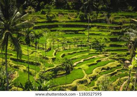 Terrace paddy field taken in Bali, Indonesia