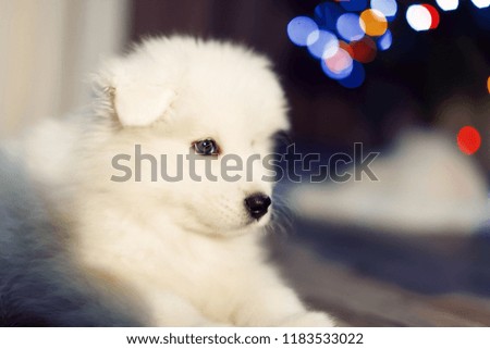 Samoyed puppy. Sitting samoyed dog with Christmas decorations on background