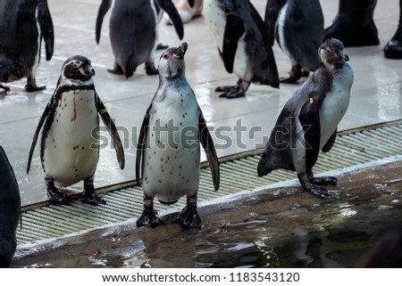 Close-Up Of group Penguins prepare to jump in water.
