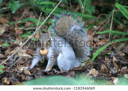 squirrel nut outdoor