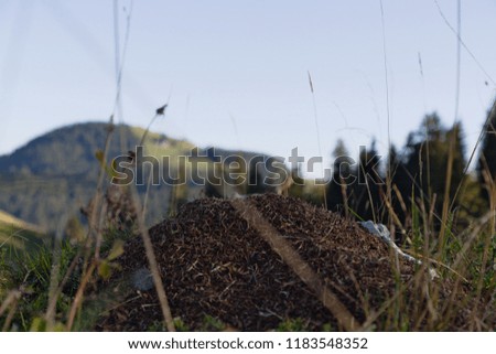 Anthill in the Swiss Mountains