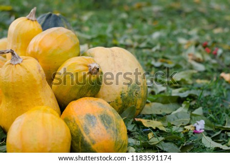 group of orange pumpkins in the grass