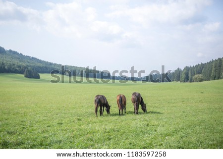 brown horses eating fresh grass on pasture, wild horses, tree horses on pasture near forest, stunning landscape, norik muransky type
