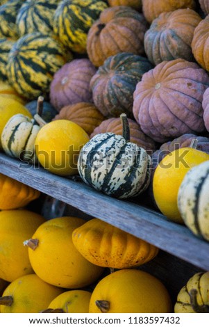 Sweet Dumpling Squash on a wooden shelf amongst other colourful pumpkins. Symbols of autumnal harvest and thanksgiving day, Shallow depth of field. Vertical format. 