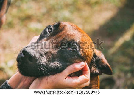 Man Stroking Malinois Dog In Summer Day. Belgian Sheepdog Or Shepherd, Belgium, Chien De Berger Belge Dog. Friendship Between Dog And Human. Royalty-Free Stock Photo #1183600975