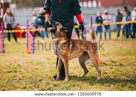 Man Working With A Malinois Dog In Training In Summer Day. Belgian Sheepdog Or Shepherd, Belgium, Chien De Berger Belge Dog Royalty-Free Stock Photo #1183600978
