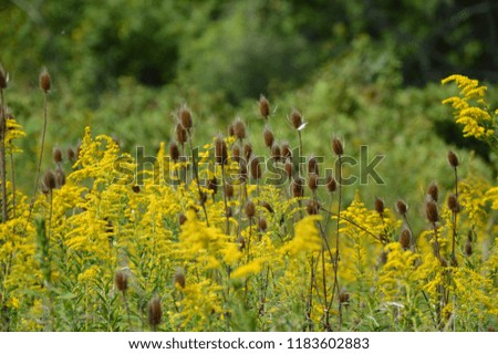 Autumn wildflower field with yellow goldenrod and cattails