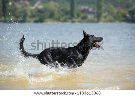 black dog having fun in water, water splashing and fetching, German shepherd with wet coat, wet dog in lake , playful dog