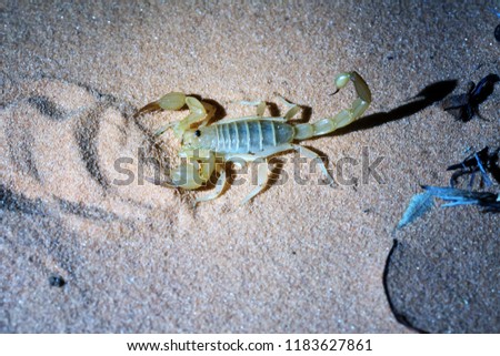Night photographing of a scorpion with flash light.  Hadrurus arizonensis,  Giant Desert Hairy Scorpion.