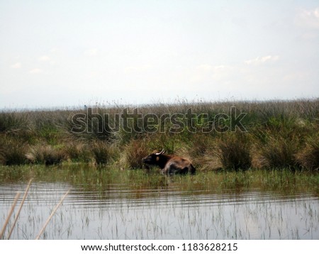 Cows, water buffalo are becoming cool in the Red River Delta. Red River Delta Bird Heaven, Samsun, Turkey. 