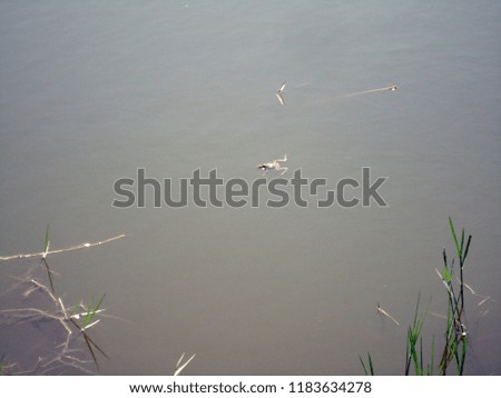 Frogs are swimming in the Red River Delta. Red River Delta Bird Heaven, Samsun, Turkey. 
