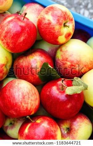 Ripe red apples in a box background. Heirloom colorful apples from above