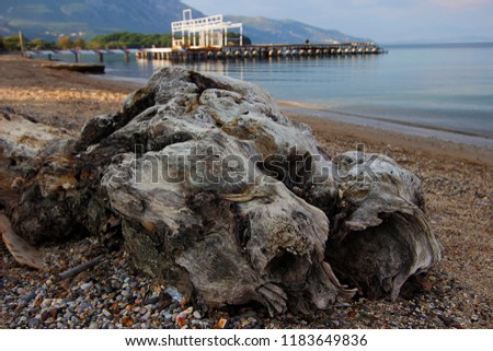 wood with beautiful shapes on the seashore
