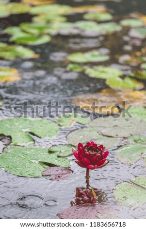 Beautiful bright Nature Floral Background with waterlily. Red lotus flower growing in pond, with copy space for text