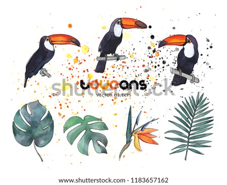 Vector illustration. Toucans  and leaves. Vector objects set.