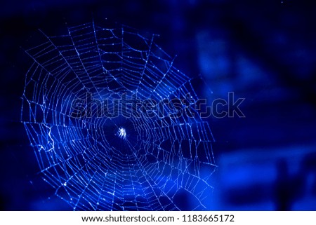 web of spiders