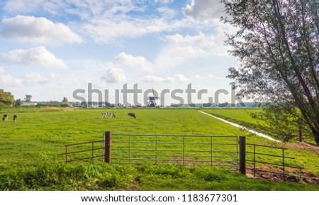 Typical Dutch polder landscape with a grazing cows in the meadow. An iron gate is in the foreground an old windmill  is in the background. The photo was taken at the end of the summer season.