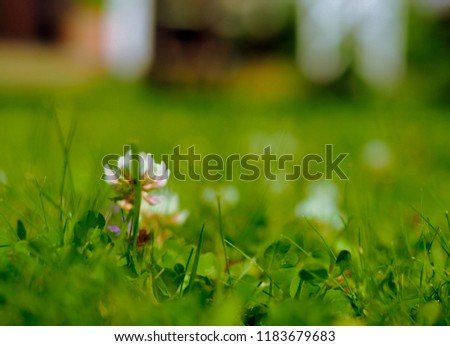 field flower on a blurred green background
