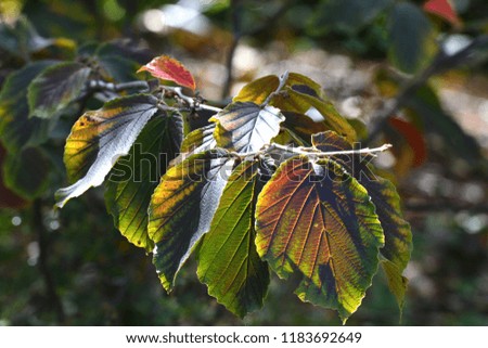 Autumn leaves in nature background