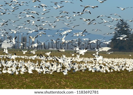 Snow Geese Flock in Skagit Valley in Washington-USA