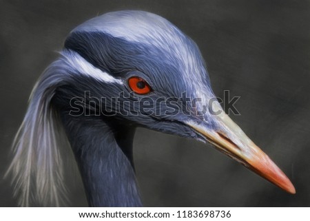 Digitally enhanced portrait of demoiselle crane bird (grus virgo)