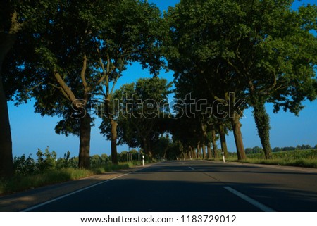 Picture of a street with trees and a blue sky