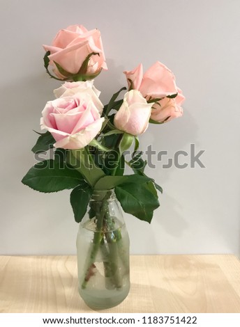 Pink pastel rose in glass vase on white background