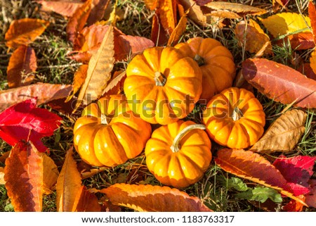 Decorative Gourds and Pumpkin