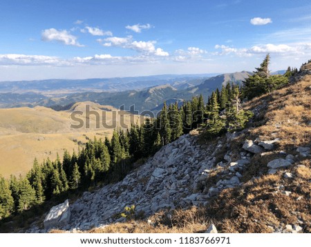 Trees of Canadian Rocky Mountains