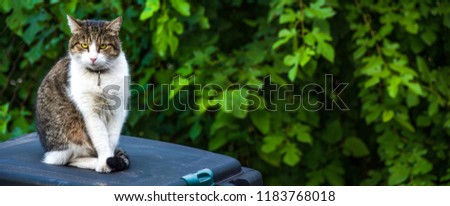 Panoramic view of an evil cat on a composter on a background of dense green leaves