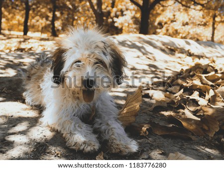 Dog in autunm forest