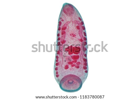 Liver fluke(Parasitic flatworm) of cattle and other grazing animals.