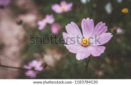 Pink Cosmos flowers are blossoming in the morning with sunlight background.