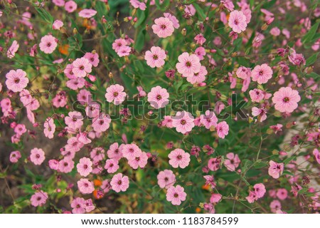 tiny pink flowers.