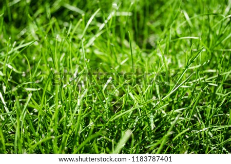 green grass with a bokeh blurred background