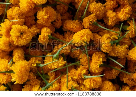 Yellow flower marigold is a symbol of prosperity. Thailand's beliefs.