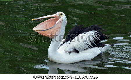 pelican opens its beak