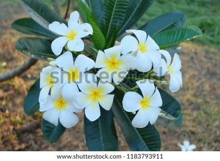 White frangipani flower bouquet Green leaves in the garden