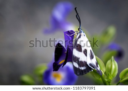Black White Butterfly - Macro Photo Collection