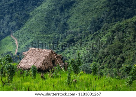 Green Terraces rice field, a beautiful natural beauty on mountain in Nan,Khun Nan  Rice Terraces, Boklua  Nan Province, Thailand