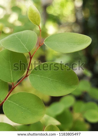 close up small green leaves on blurred backdrop. beauty nature background concept. free space for text.