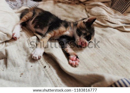 Cute ginger baby cat sleeping and dream