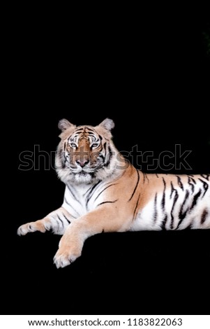 Bengal Tiger in forest show head and leg isolated on black background